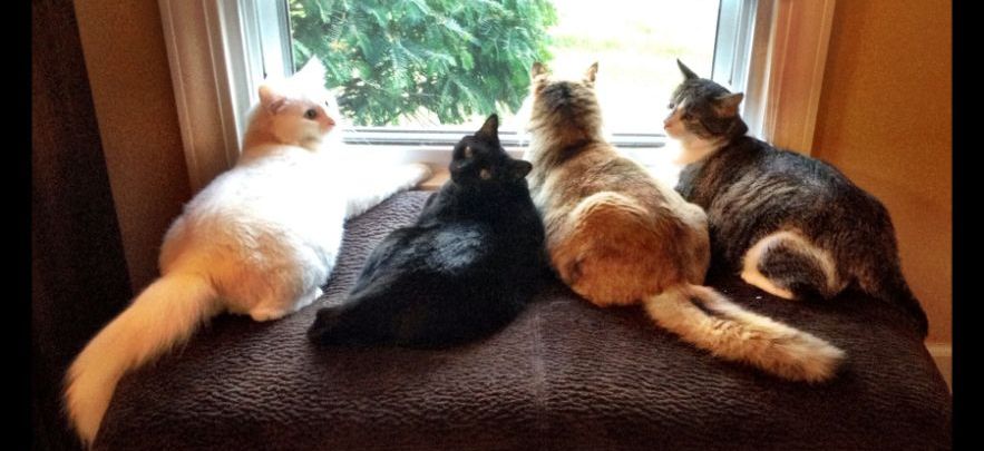 Resident Kitties