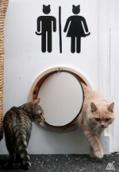Kitty Bathroom