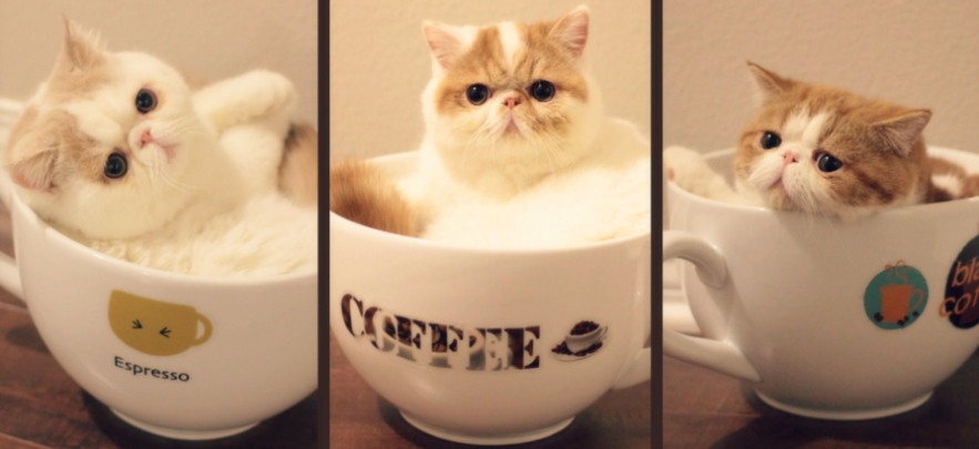 Kitten Coffee Cup