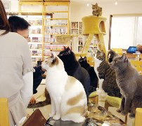 Kitty Lounge