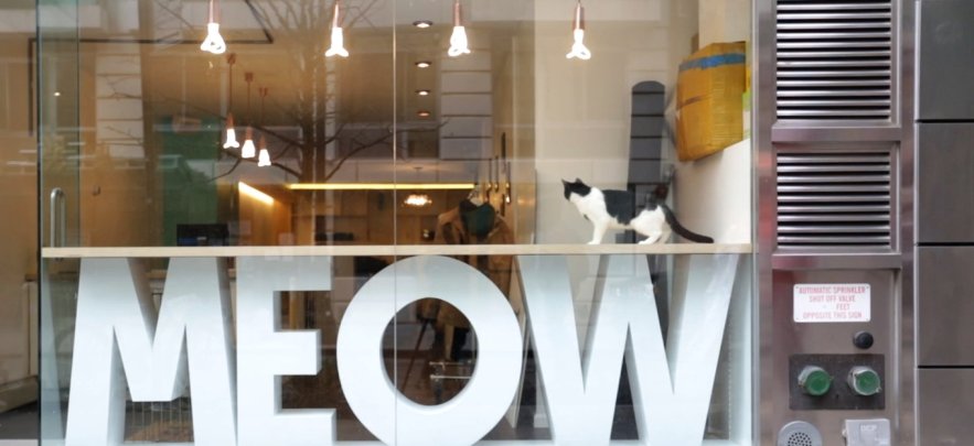 Meow